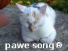 pawe song