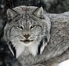 Big Bad Lynx