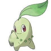 Chikorita